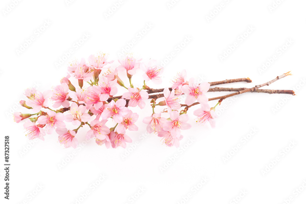 Pink Cherry blossom, sakura flowers isolated on white background