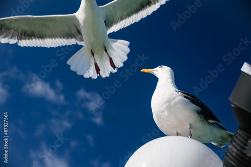  flying seagull for freedom concept photo