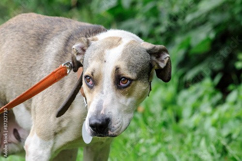 portrait of dog with sterilization mark on ear and dog-collar during outdoor walking