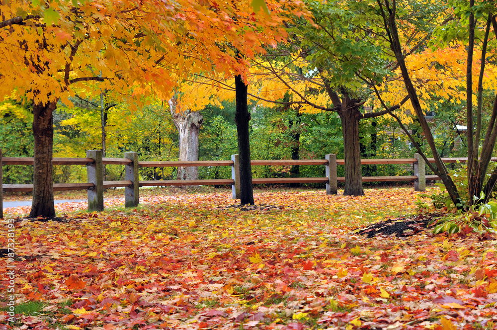 Fall Foliage Fall Foliage