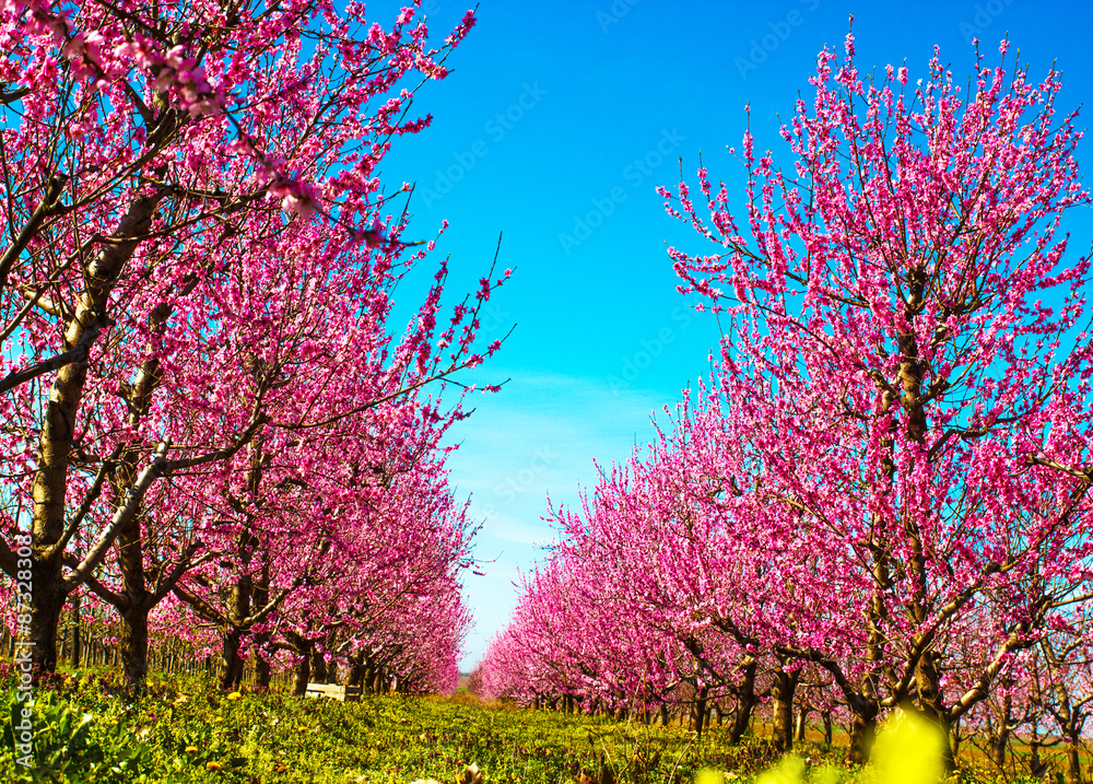 Peach blossoms during spring. Peach blossoms during spring.