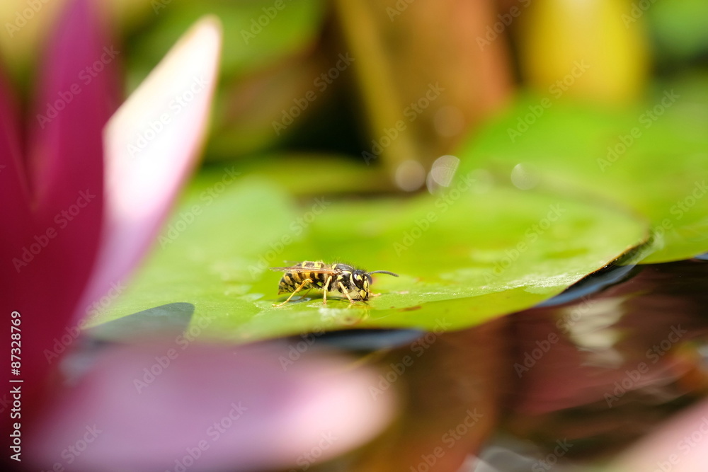Trinkende Wespe am Teich