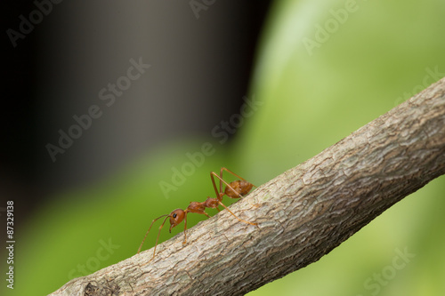 Ant walking on a branch. © hatchapong