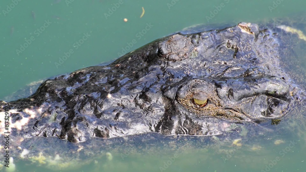 Crocodile Crocodile