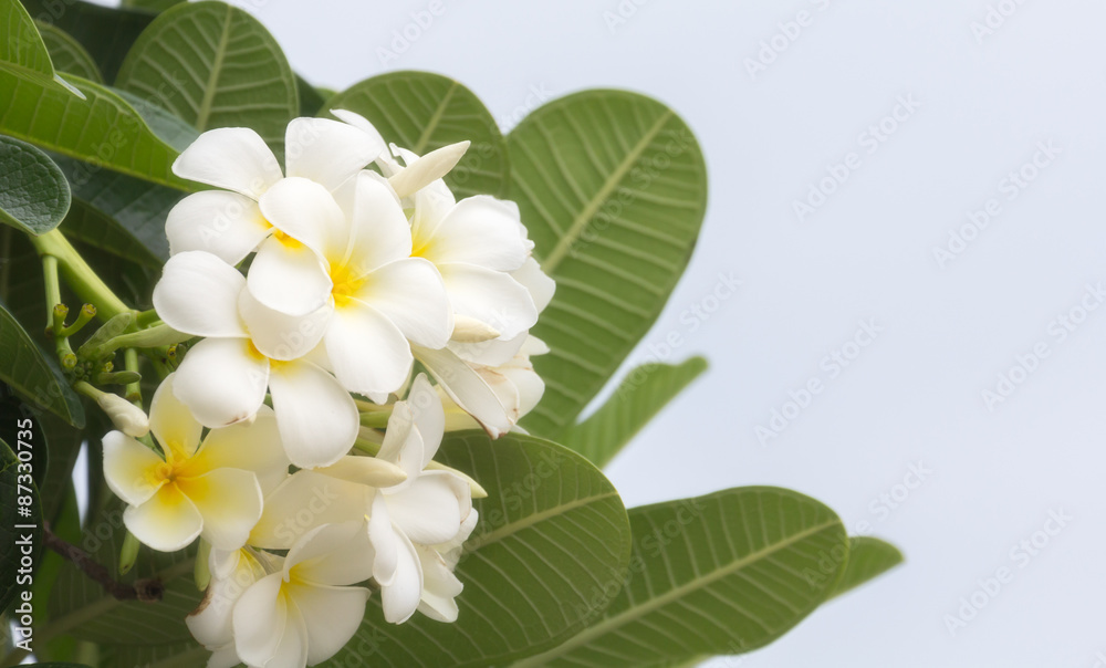 Frangipani flower texture and background. Frangipani flower texture and background.