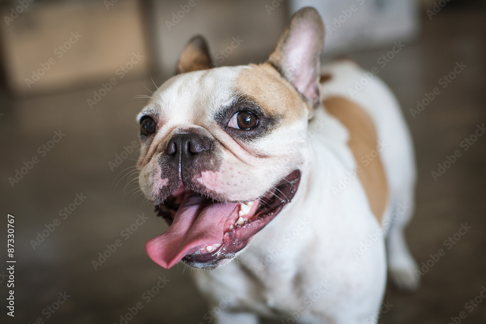french bulldog so cute and funny to see him