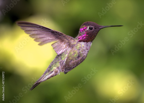 Hummingbird in Flight, Color Image, Day #87330972