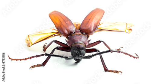 brown scarab beetle © aedkafl