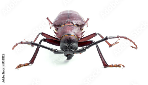 brown scarab beetle