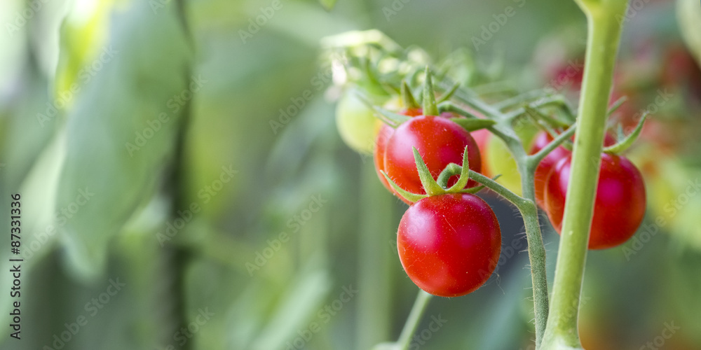 Little red cherry tomatoes Little red cherry tomatoes