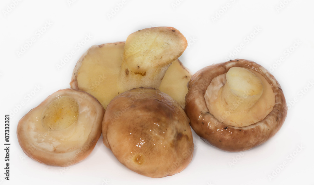 Fototapeta premium annulated boletus