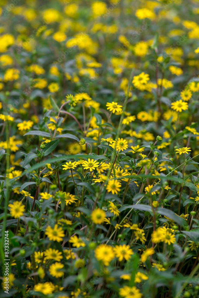 Obraz premium Blumen