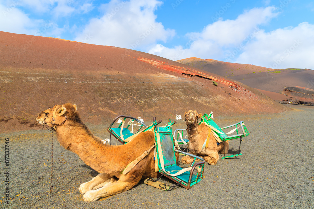 Fototapeta premium Camels in Timanfaya National Park waiting for tourists, Lanzarote, Canary Islands, Spain