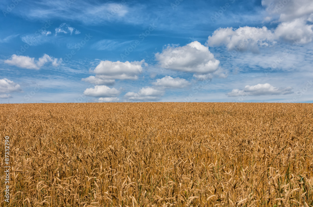 Naklejka premium Kornfeld