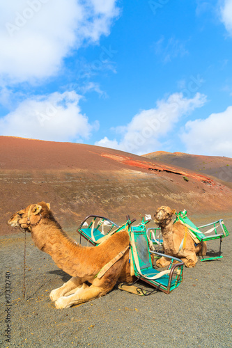 Camels in Timanfaya National Park waiting for tourists, Lanzarote, Canary Islands, Spain