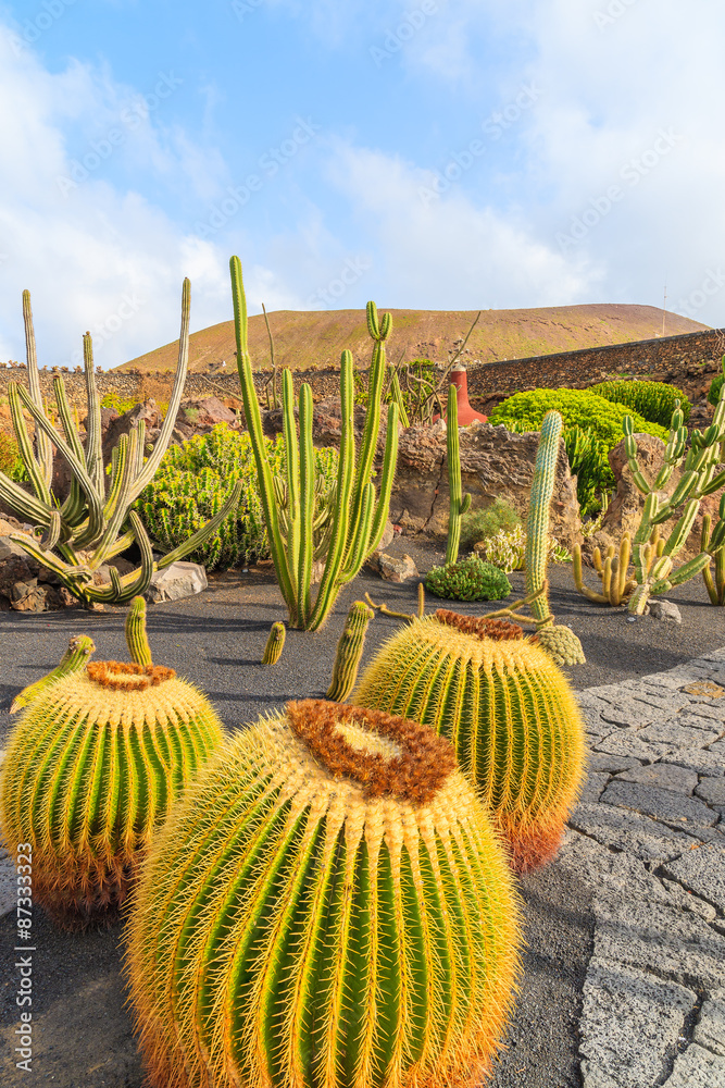 Φωτογραφία Tropical cactus garden in Guatiza village, Lanzarote, Canary Islands, Spain