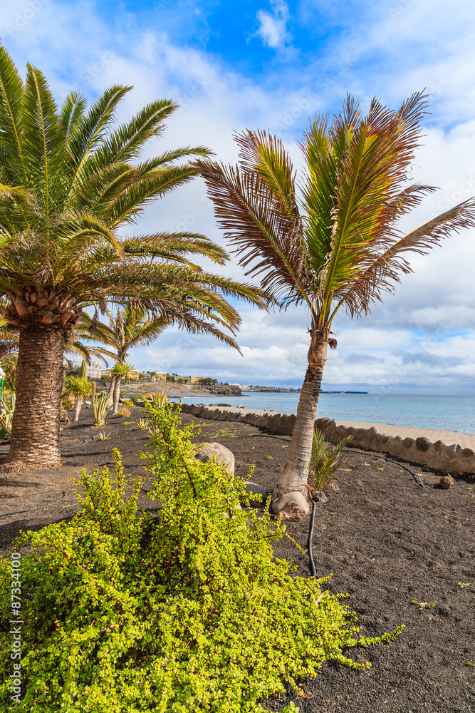 Tropical palm trees on Playa Blanca coastal promenade along ocean, Lanzarote, Canary Islands, Spain