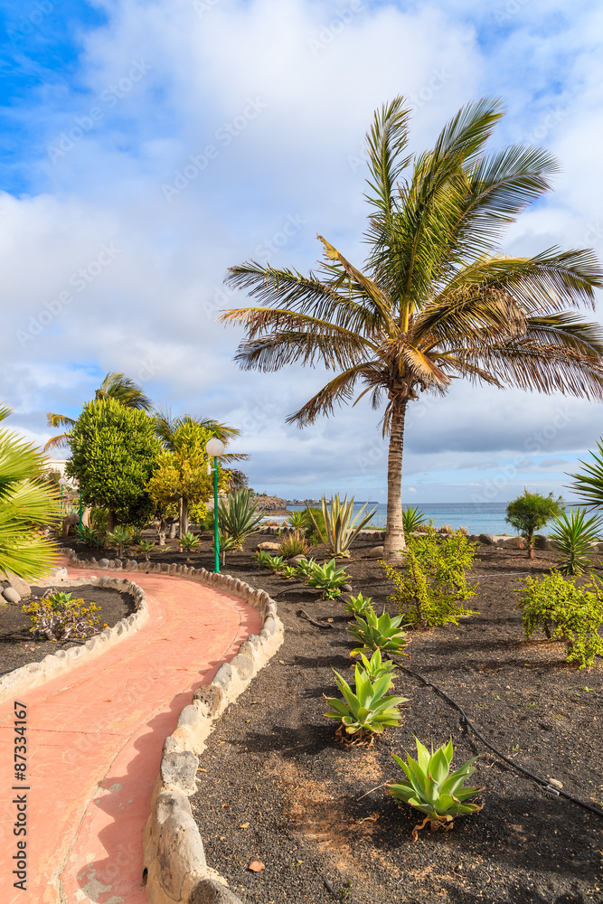 Palm tree on Playa Blanca coastal promenade, Lanzarote, Canary Islands, Spain