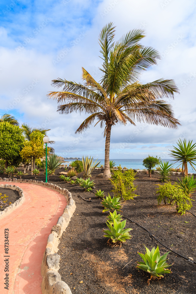 Walking alley and tropical palm tree on Playa Blanca coastal promenade, Lanzarote, Canary Islands, Spain Walking alley and tropical palm tree on Playa Blanca coastal promenade, Lanzarote, Canary Islands, Spain