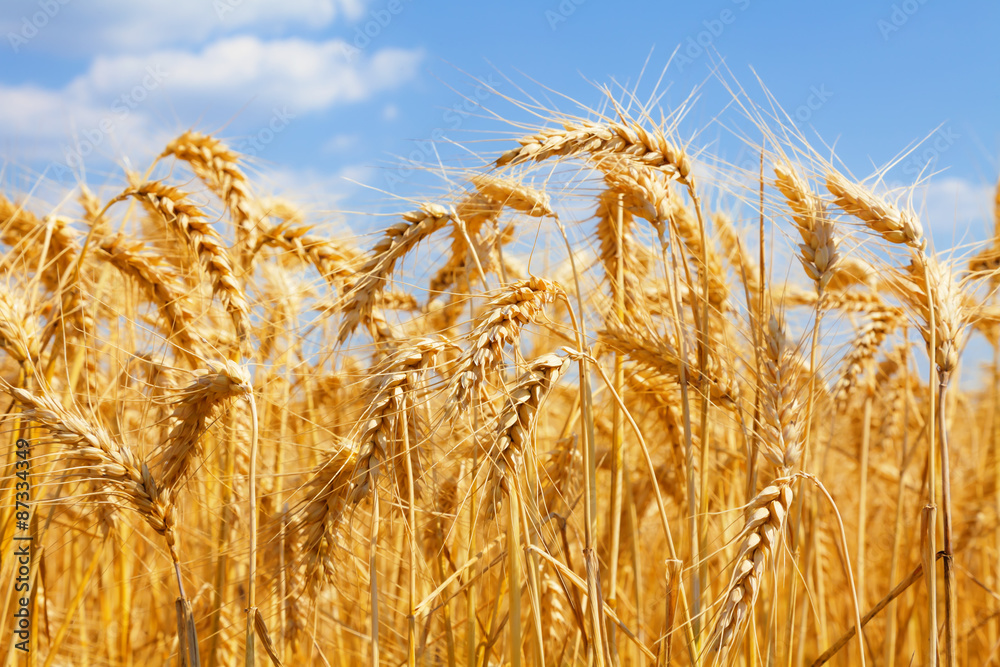 ripe wheat ripe wheat