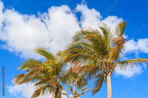 Palm trees against blue sky background with clouds  Lanzarote  Canary Islands  Spain