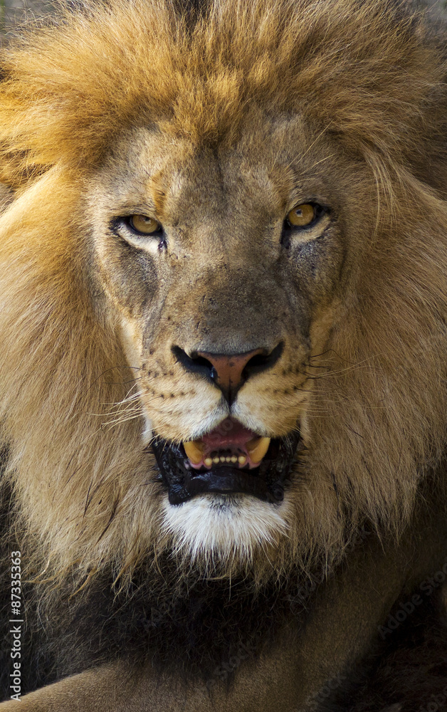vertical banner of a male lion closeup