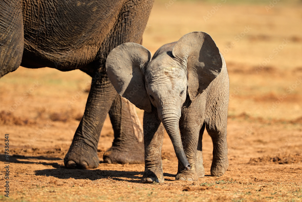 Naklejka premium A cute baby African elephant (Loxodonta africana), Addo Elephant National Park, South Africa