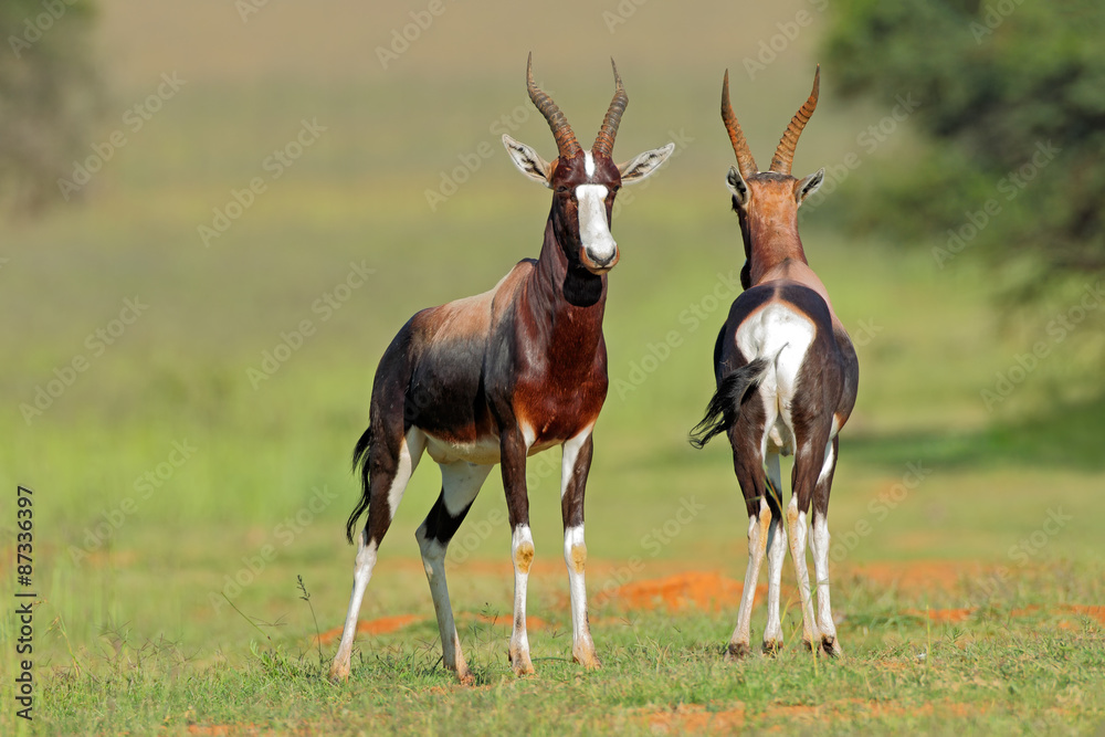 A pair of bontebok antelopes (Damaliscus pygargus dorcas), South Africa A pair of bontebok antelopes (Damaliscus pygargus dorcas), South Africa