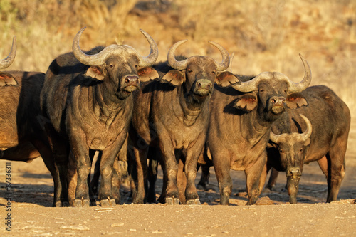 African or Cape buffaloes (Syncerus caffer), South Africa © EcoView