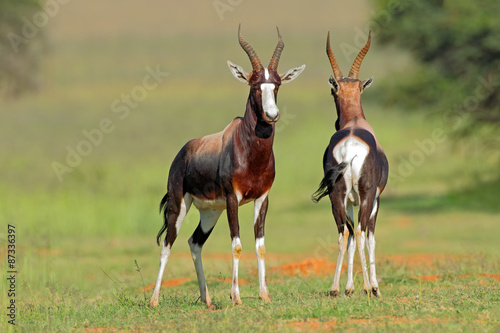 A pair of bontebok antelopes (Damaliscus pygargus dorcas), South Africa photo