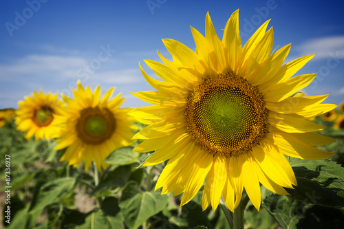 Beautiful sunflowers against blue sky