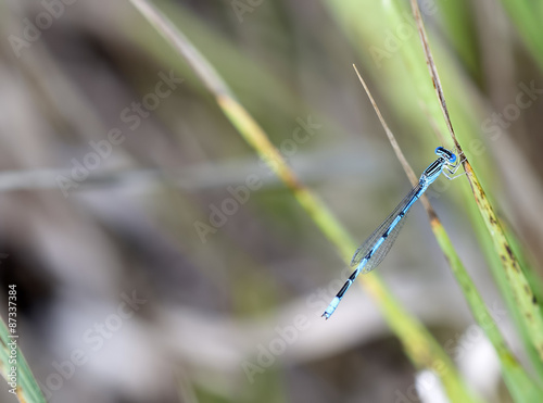 Double-striped Bluet on Grass Stalk (Enallagma basidens) photo