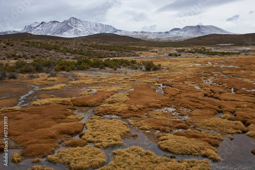 Wetland area, also known as a bofedal in Spanish, on the Altiplano of northern Chile in Lauca National Park  at the base of the In the background is the dormant Taapaca volcano (5860 m) photo