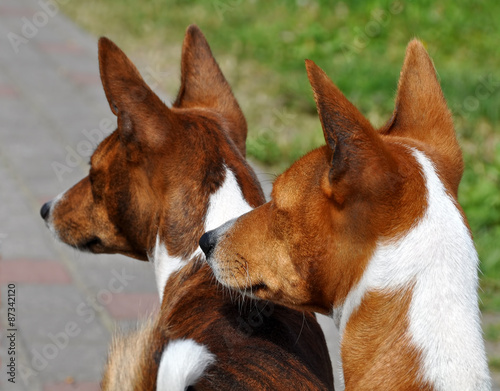 two dogs on the road