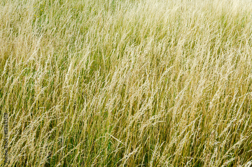 Autumn dry grass background texture