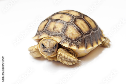 african spurred tortoise or geochelone sulcata on white backgrou
