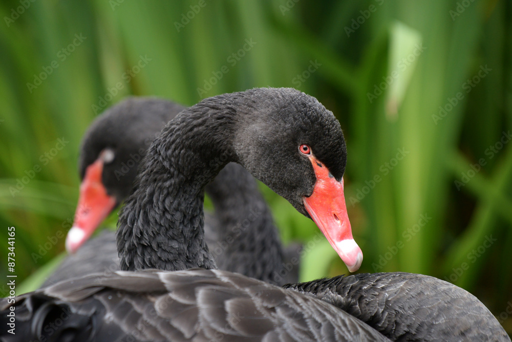 Obraz premium Black Swan - portrait