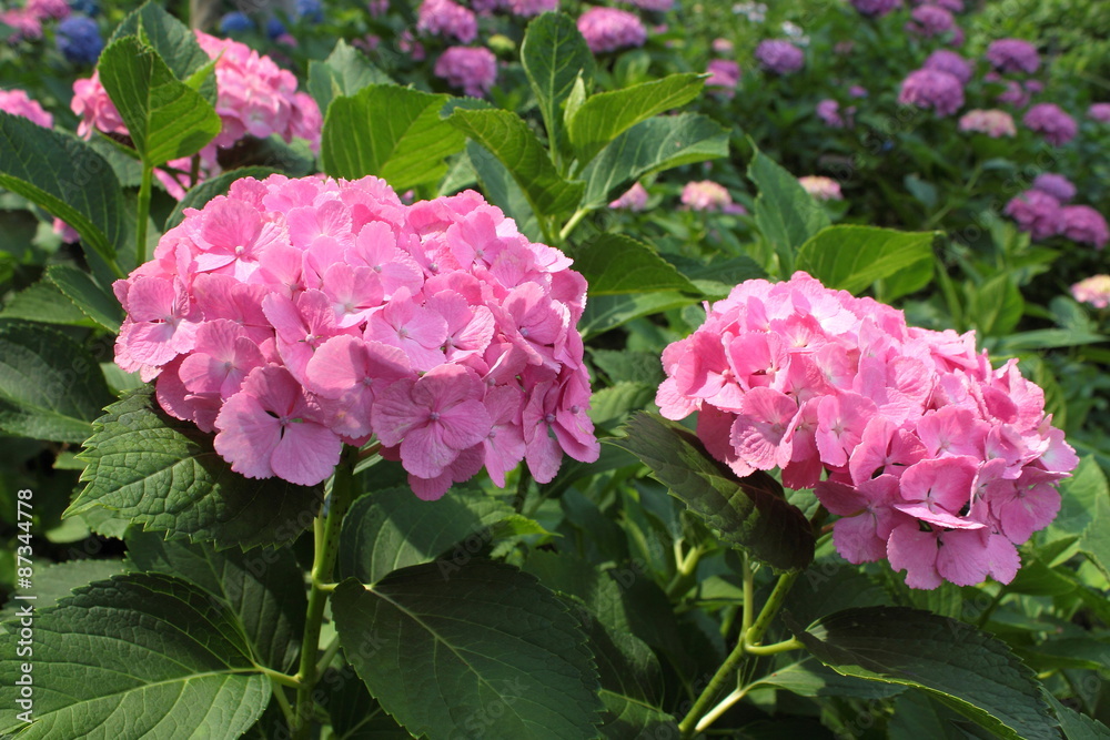 かわいいピンクの紫陽花 かわいいピンクの紫陽花