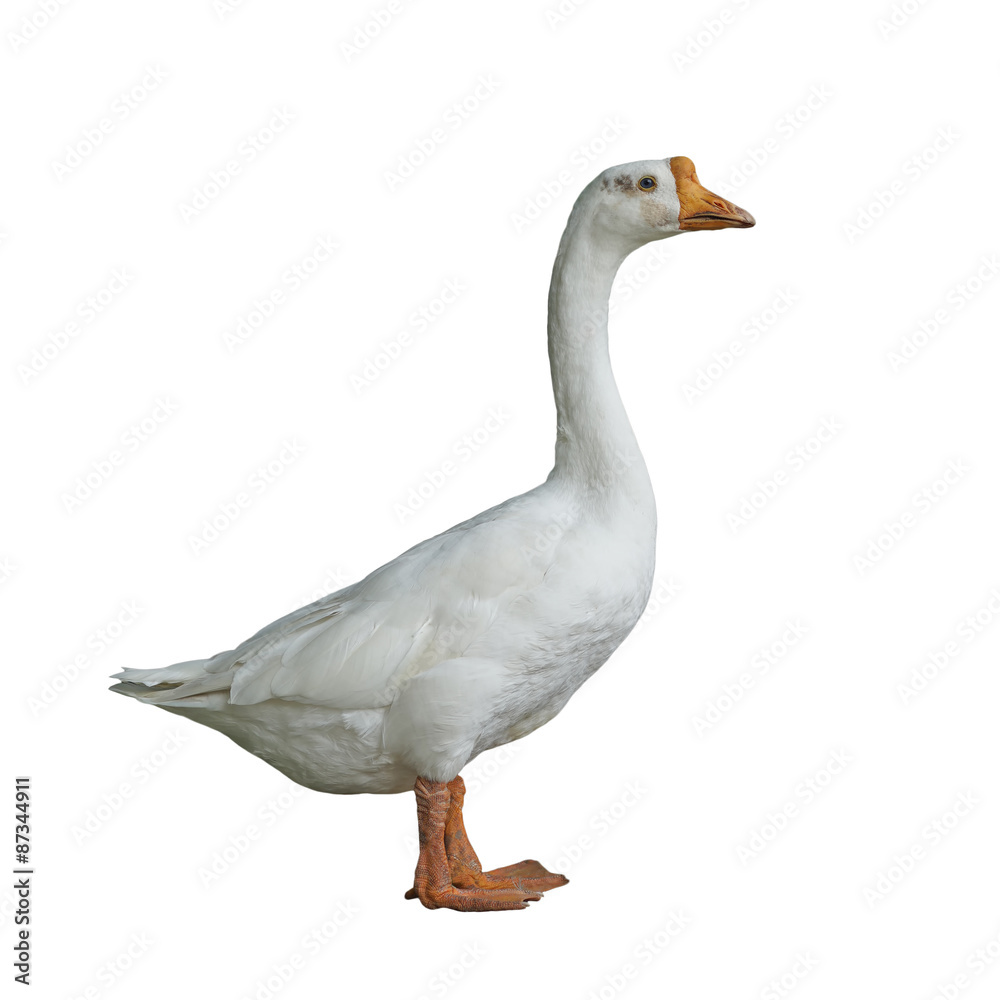 white domestic goose on white background white domestic goose on white background