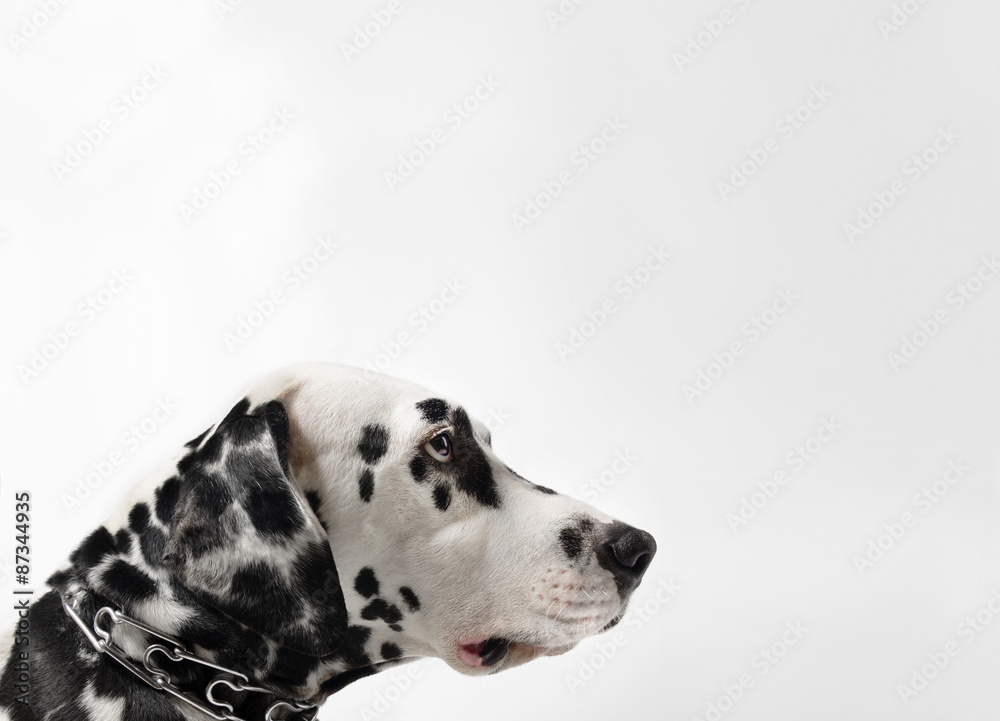 Dalmatian black and white portrait Dalmatian black and white portrait