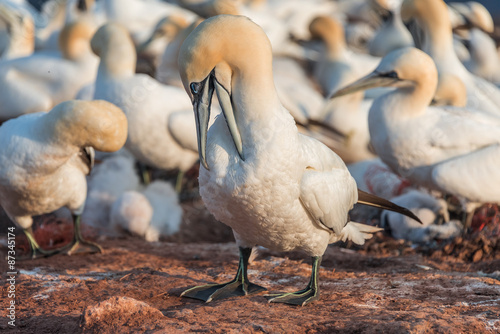Colony of gannets at Helgoland island in North Sea, Germany © neurobite