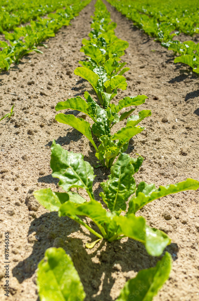 Sugar beet field close view Sugar beet field close view
