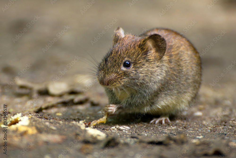 Common Vole (Microtus arvalis) in its natural habitat Common Vole (Microtus arvalis) in its natural habitat