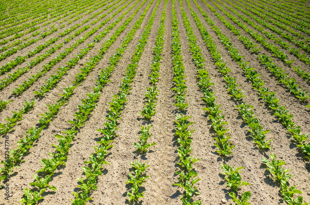 Sugar beet field Sugar beet field