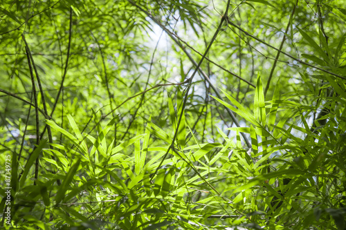 blured, bamboo green leafs background