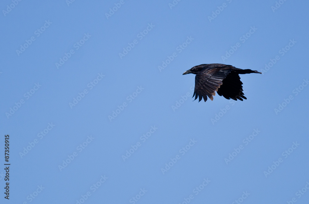 Obraz premium Common Raven Flying in a Blue Sky