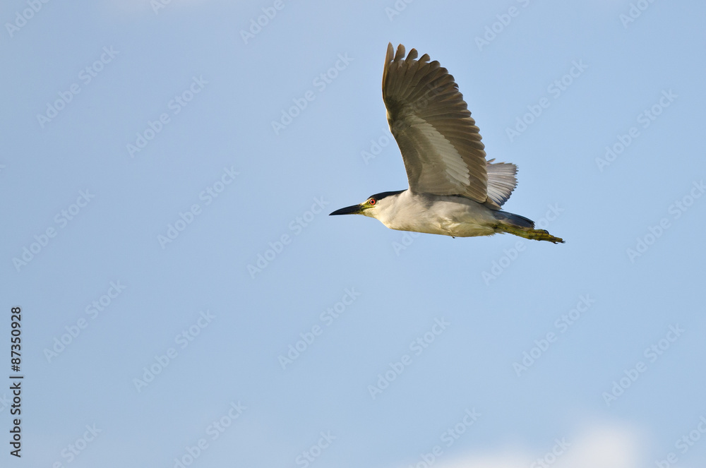 Fototapeta premium Black-Crowned Night-Heron Flying in a Blue Sky