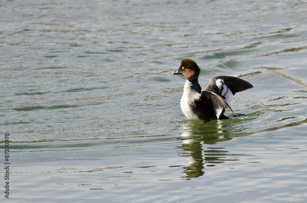 Fototapeta premium Female Common Goldeneye Stretching Its Wings on the Water