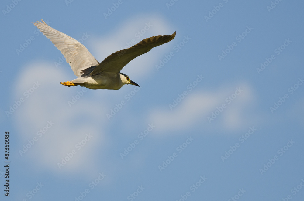 Black-Crowned Night-Heron Flying in a Blue Sky Black-Crowned Night-Heron Flying in a Blue Sky