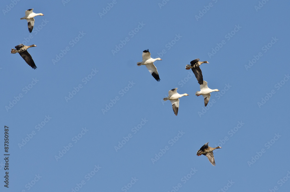Snow Geese Flying with Greater White-Fronted Geese in a Blue Sky Snow Geese Flying with Greater White-Fronted Geese in a Blue Sky
